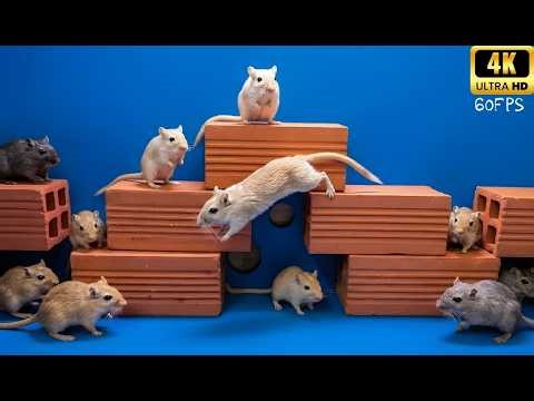 Cat TV for Cats – Real Mouse Hunt Action (No Ads + Keeps Cats Entertained) 8 Hours 4K HDR