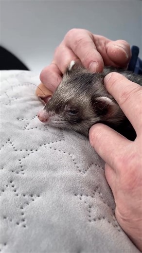 FREE FERRETS – A LITTLE LOVE MAKES A BIG DIFFERENCE 🐾✨❤️ This season, give your home more than gifts—welcome a loyaL ferret who brings endless love, joy, and happy moments. We are rehoming FREE ferrets to gentle, responsible families prepared to give them the forever homes they truly deserve. 🐶🎁 If you’ve been hoping for “the perfect ferret at the perfect time,” this may be your moment. One simple message today can lead to years of companionship, loyalty, and beautiful memories. ✨ Our ferrets