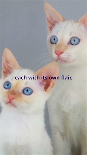 5 Amazing Facts About Colorpoint Shorthair Cats 😺 🤯 #cats #facts #shorts