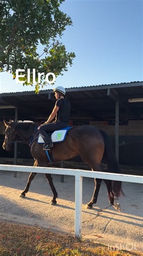 Chilled Friday Morning for the Sinclair stable.🐎💙💚 | Peter Sinclair Racing