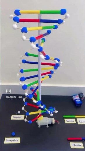 Working model of DNA for school project #scienceproject #schoolassignment #schoolproject