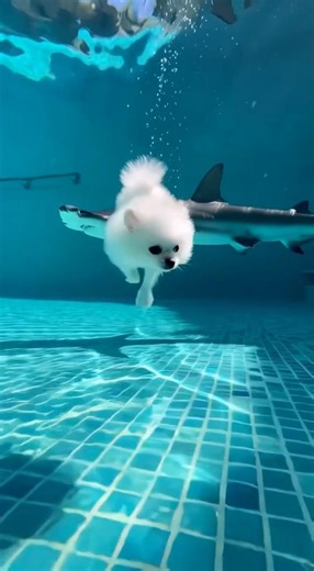 A shark appeared in my pool.