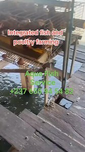 785K views · 7.2K reactions | Intergrated Farming the future of Africa | Aqua Fish Service | Facebook