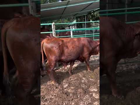 ⭕ BEEFMASTER Cattle ✅ Biggest Bulls And Cow