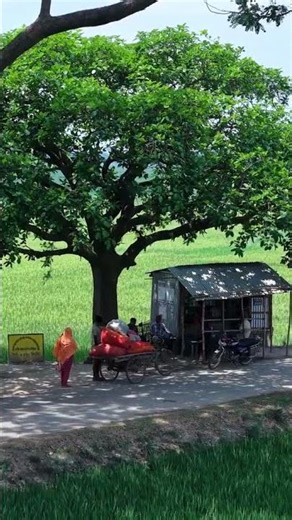 বট বৃক্ষের ছায়ায় টঙের দোকান 🌿 #bdl🇧🇩 #nature #everyone #trending #drone #for