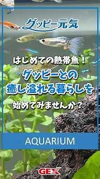 【🐟はじめての熱帯魚飼育にも】グッピーとの癒しあふれる暮らしを始めてみませんか？