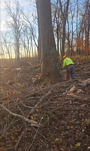 Cutting tree#wood#treecutting #treecutting#tree | Tree cutting