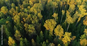 The logging machine seizes the trunks of felled trees with a metal grab and puts them in their bodies for transportation to the woodworking plant. Copter (drone) shooting