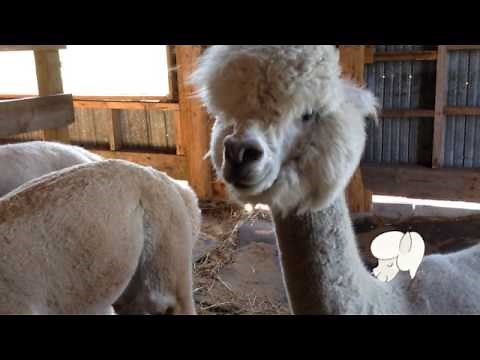 Les sons de l'alpaga - Humming