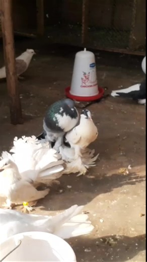 Fancy Pigeon Breeding @everyone #kenyantiktok🇰🇪 #mombasatiktokers #somalitiktok #tanzaniatiktok #nairobitiktokers
