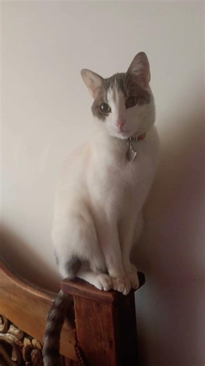 ques es lo que más te gusta de ARES #gatos #mascotas #michis #peludos