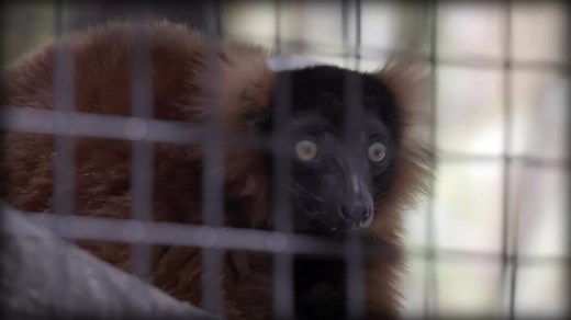 Inside the Life of Madagascar’s Most Powerful Predator