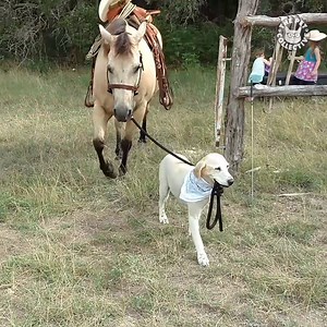 DID SOMEONE SAY WALK?!?! | The Pet Collective