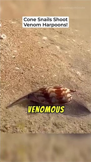 Cone Snails Shoot Venom Harpoons
