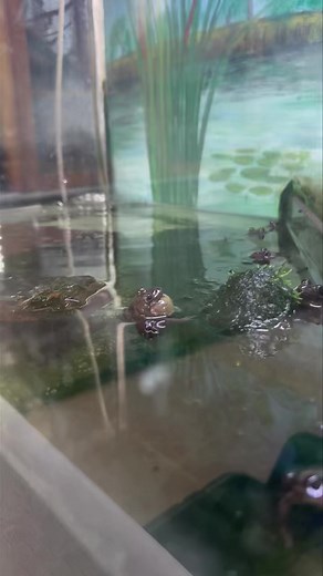 It’s FrogID Week!  Listen to this Spotted Marsh Frog calling. Have you heard frogs calling near you lately? Record them using the FrogID app to find out what species it is. #FrogIDWeek #CitizenScience #FrogsOfAustralia #Wildlife #SpottedMarshFrog | Nature Education Centre | Facebook