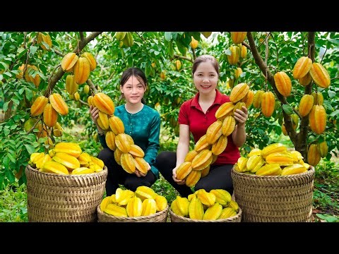 Harvesting 1000+ Sweet Star Fruit on High Goes To Market Sell, Make Star Fruit Salad with Daughter