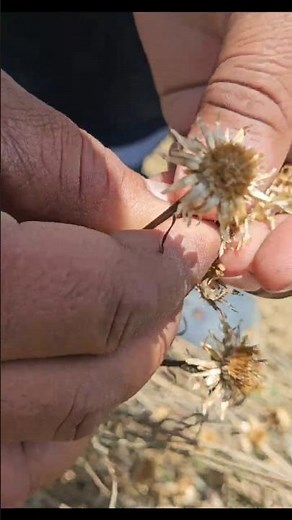 20000/Kg 😲Original Blue Cornflower Seeds