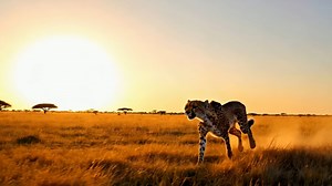 Cheetahs In The Wild: Incredible Close-Up Footage