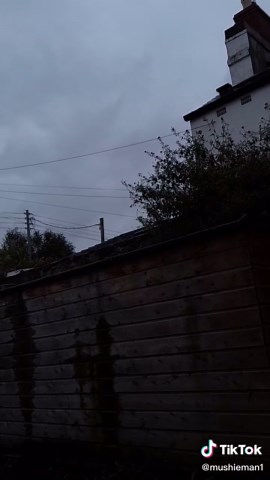 Liberty Caps Foraging in Ireland: Don't Miss Out!