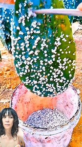 16K views · 60 reactions | Cochineal farming #reelsvideoシ #cactus #cochineal #farming #agriculture #production #dye #highlights | LourdesMary Ann Farinas Guadiz | Facebook