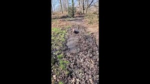 Cockapoo dives into hidden bog during walk in viral TikTok with 76,000 views