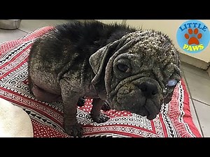 Abandoned Pug Unrecognizable After Rescue Group Steps In