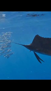 512K views · 4.3K reactions | Seahorse #animals #animalworld #seahorse #lifeunderwater | Animal Documentary | Facebook