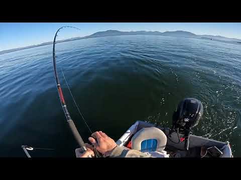 Crazy Coho salmon! Fishing with 6" Tomic plugs