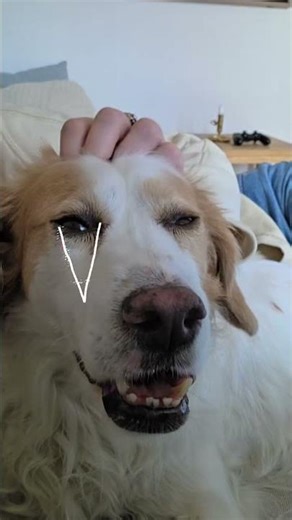 Benji during head scratches 😭