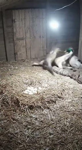 Nature's Drama: Dog vs. Weasel for a Duck's Life