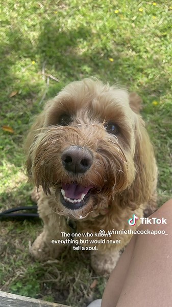 My Comfort Blanket: A Dog's Unconditional Love