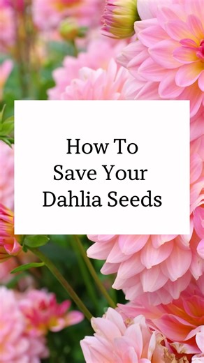 Saving the seeds from your dahlia plants is easy! You need a few weeks for blooms to mature on the plant, and then a cool and dry place to store your seeds. You don’t have to be a dahlia expert to grow the seeds next year - and your plants may surprise you with really cool seedlings! #gardening #dahliasofinstagram #dahliagarden #seedsaving | Blueacre Garden