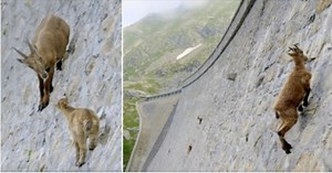 Baby ibex and mother defy gravity climbing near vertical dam