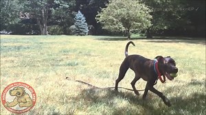 4.4K views · 69 reactions | El American Pit Bull Terrier (El...