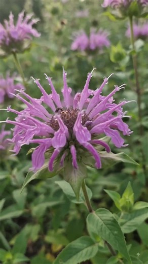 Wild Bergamot: A Colorful Native Flower That Brings Gardens to Life