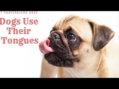 7 Fascinating ways dogs use their tongue
