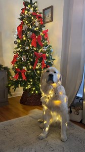 We only rate dogs. This is clearly a Christmas tree. Yes there is another Christmas tree behind it, that's called having friends. Please only send dogs. Thank you… 14/10 (IG: mavtheg0lden) | We Rate Dogs