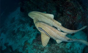 Are Leopard Sharks Dangerous Or Aggressive?