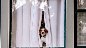 Nuisance sonore : que faire si le chien de mes voisins aboie sans arrêt ?