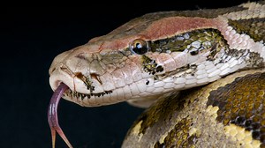 Father films 14-month-old-daughter playing with python, sparks online outrage