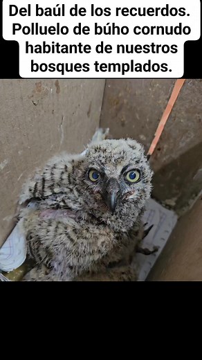 Polluelo de búho cornudo🦉 (Bubo virginianus). | Rescate De Fauna Silvestre De La Costa Sur De Jalisco, En El C.U. Costa Sur