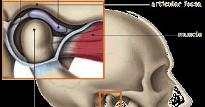 Anatomy of the Temporomandibular(TMJ) joint