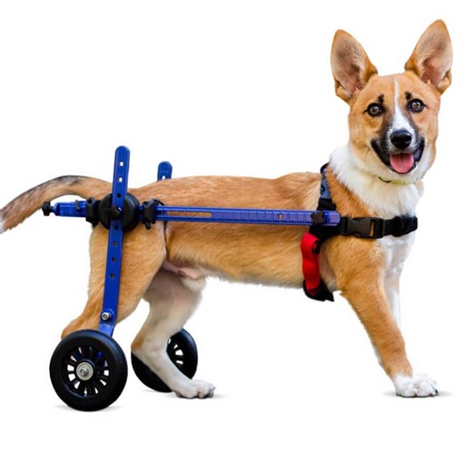 Chariot roulant chien et chat handicapés Walkin Wheels