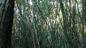 clip-1017175693-sun-flare-shining-through-treees