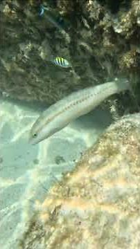 Up-close view of Snorkeling and fish viewing at Governor’s Beach, Grand Turk