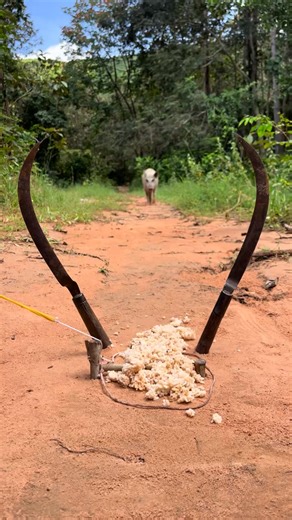 77K views · 96 reactions | Amazing wild boar pig trap ever. | Dr. Ziegler Monster | Facebook