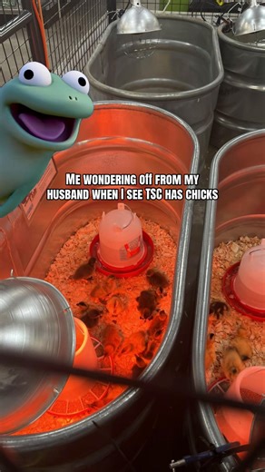 Chick Days at Tractor Supply: A Homesteader's Delight