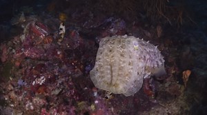 Discover the Insane Biology Behind the Cuttlefish's Abilities