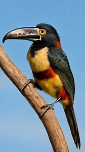 🌿 Meet the Aracari, the Toucan's colorful cousin. 😆😆😆 4K ✨🎣 The fiery-billed aracari or fiery-billed araçari is a near-passerine bird in the toucan family Ramphastidae. It is found in Costa Rica and Panama. Scientific name Pteroglossus frantzii #FieryBilledAracari #birdsofinstagram #tropicalbirds #wildlife #birdphotography #costaricabirds | B Sharma