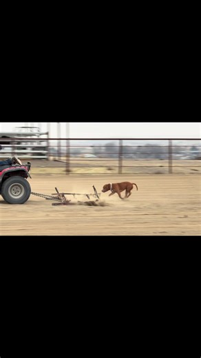 #jakeflintperformancehorses #americanbulldog #arenagrooming #idahome #cowhorse